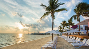 Picture of a lovely beach with palm tree and sun loungers