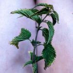 Close up shot of a fresh green stinging nettle frond held between pale thighs