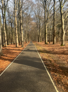Smooth concrete cycle path running dead straight through the middle of some spooky woods with tall trees that have no leaves. The ground beside the path is carpeted with leaves but the paths are clear