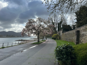 Wide concrete cycle path to the right of a big river, cherry blossoms in full bloom and benches/pedestrian path to the side so they're not in the way