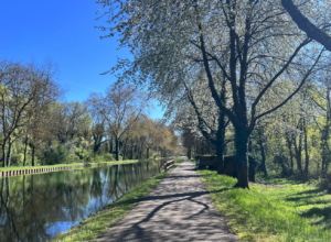 Smooth straight shallow canal to the left, cherry blossom trees to the right, purest deep blue sky and a smooth concrete cycle path in dappled shade
