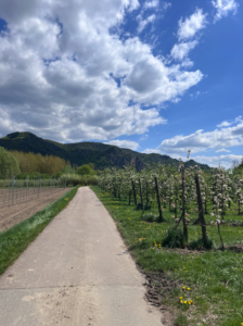 Concrete cycle path cutting through orchards with neat rows of trees in blossom. Mountains in the background, blue sky white clouds idyllic sky.