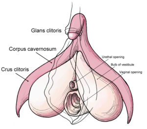 Diagram of the clitoris which looks like a small nub with two tendrils stretching down either side to 'hug' the rest of the anatomy (eg urethral opening and vaginal opening).